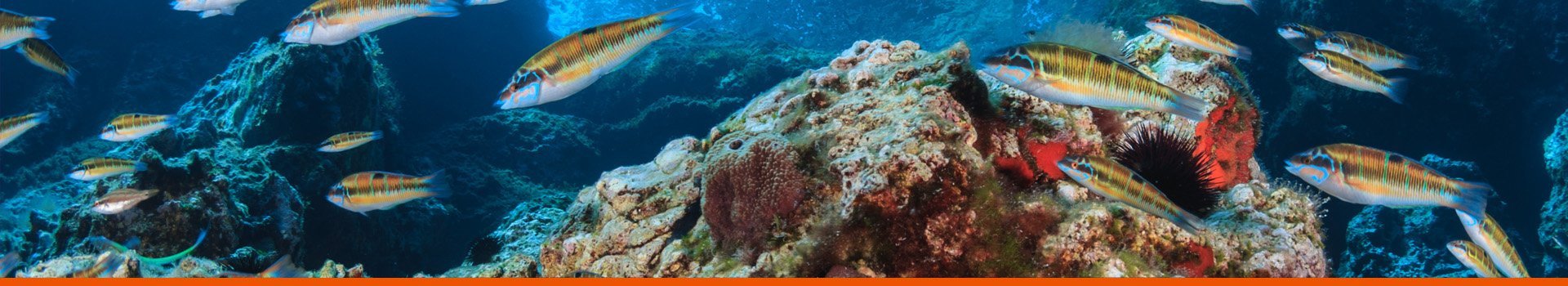 climate-fish-header